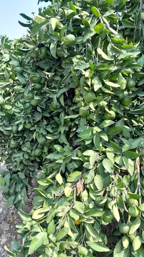 باغچه۵۰۰متر نقلی مرکبات بااب وبرق