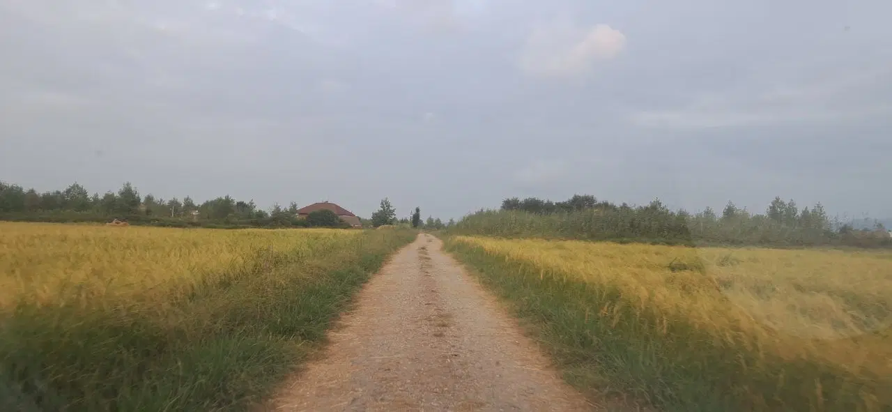 ۹۰۰۰هزارمترشالیزارسنتی+۱پلاک مسکونی