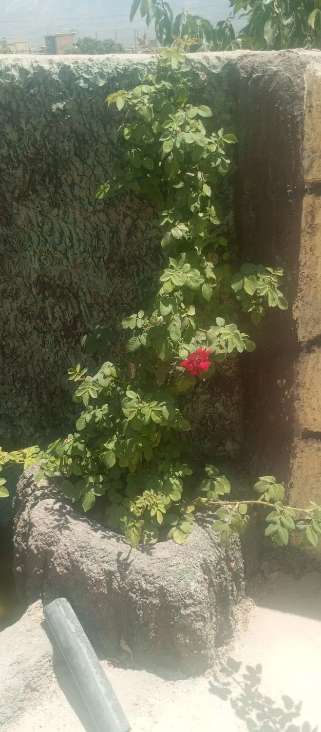 هونه سی اجارع ایخام