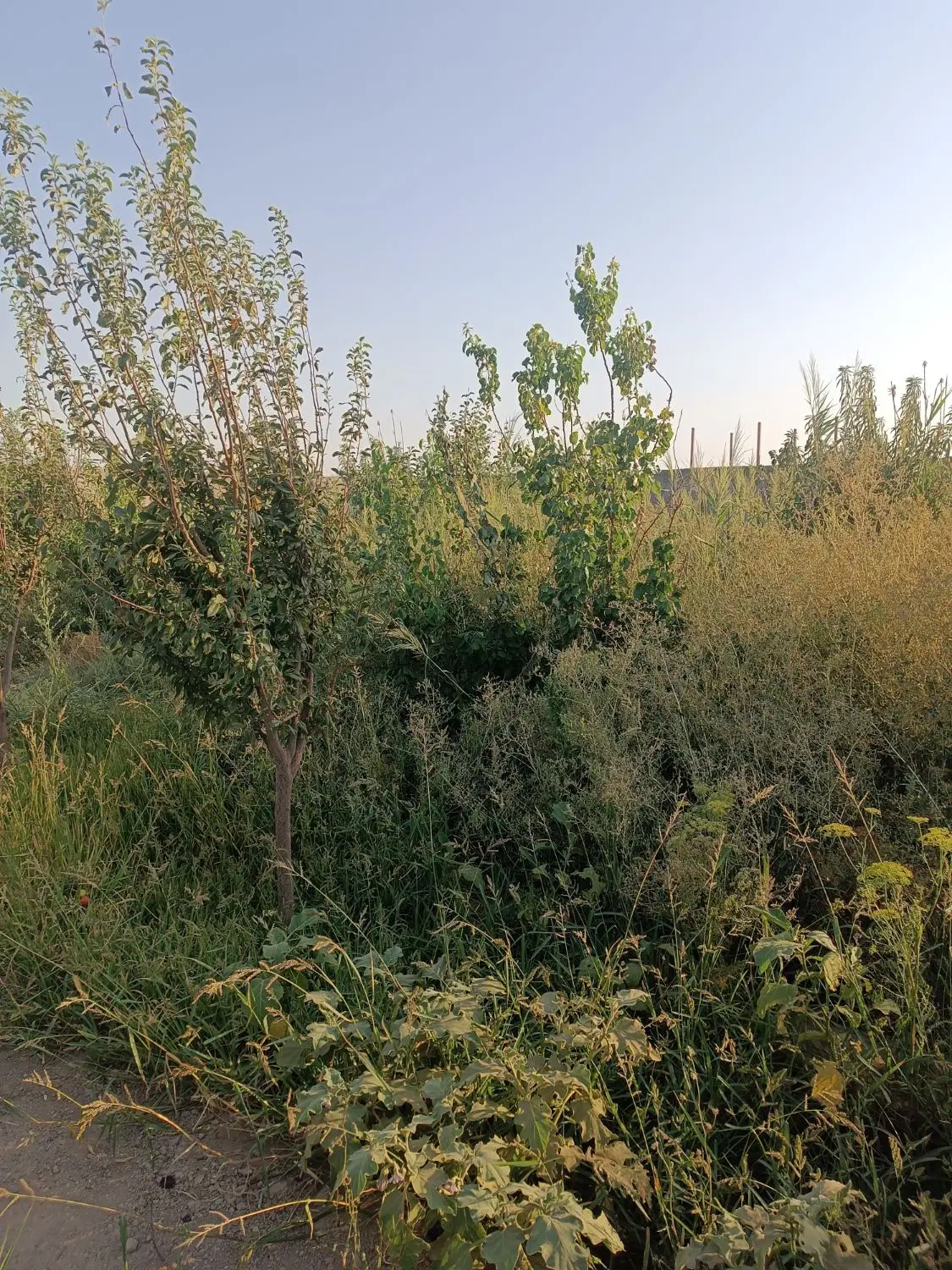 باغچه