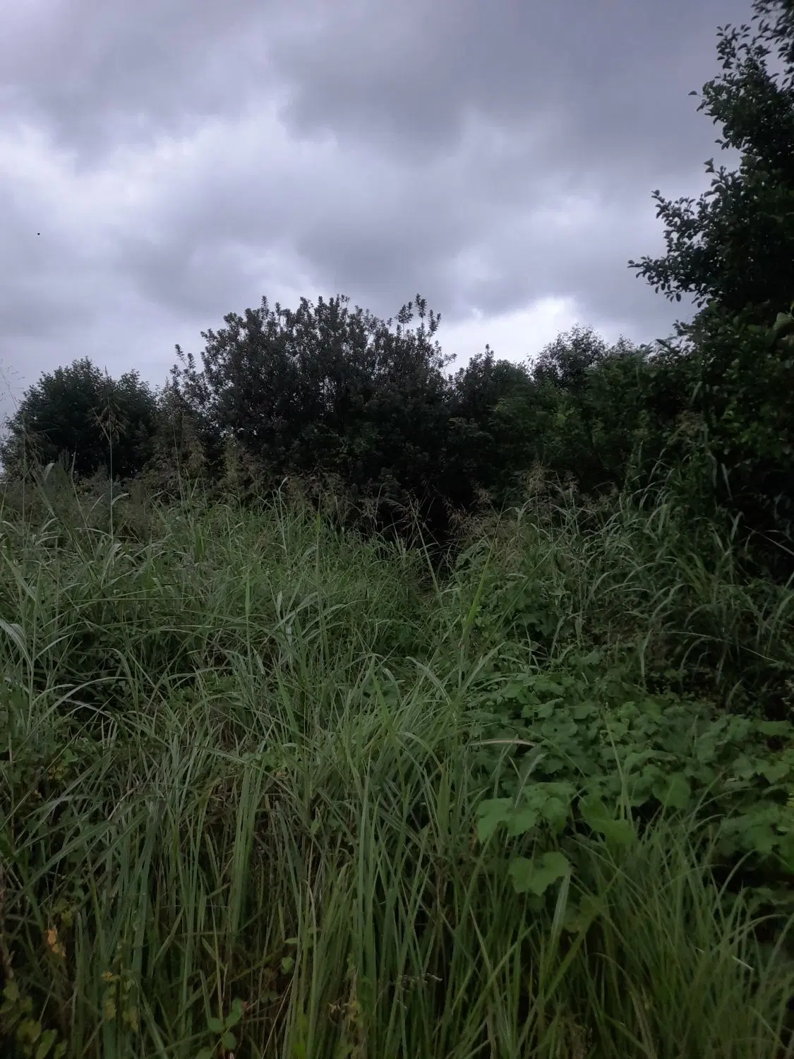 زمین روستای گل سفید لنگرود۲۵۰ متر