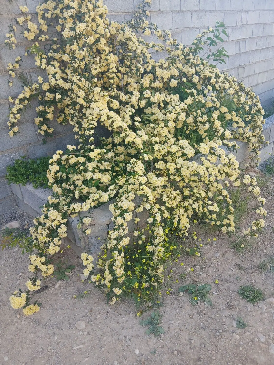 کارگاه یا سوله