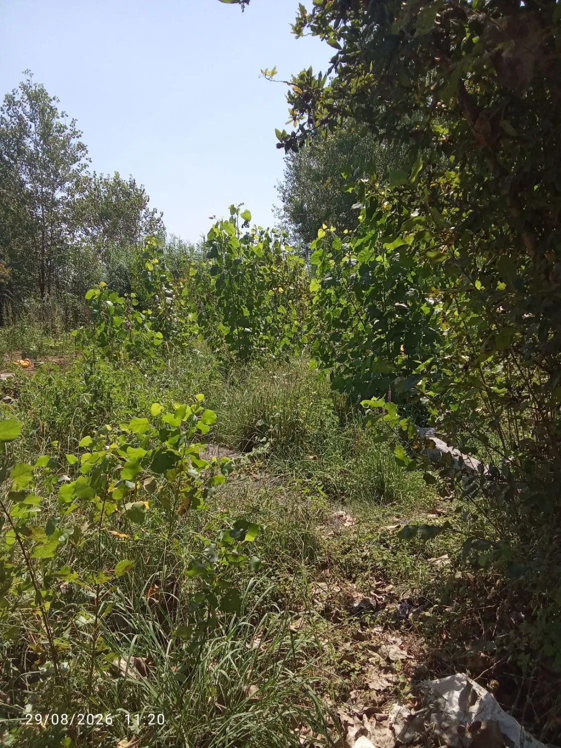 300متر مسکونی لب رودخانه سیاهکوچه
