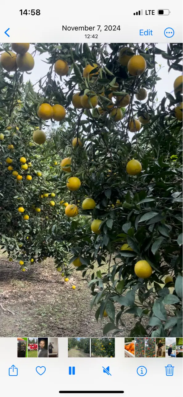 زمین کشاورزی