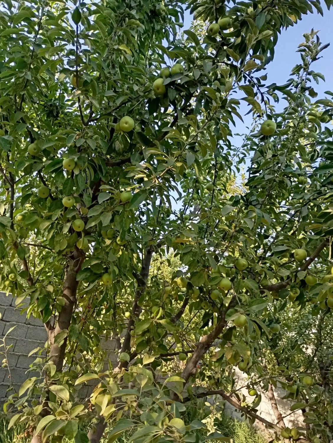 باغ در میاندوآب 1000متری