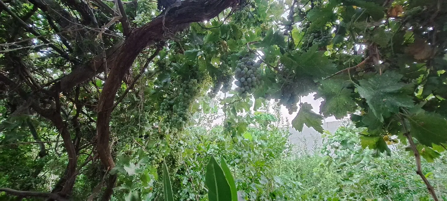 زمین ویلایی ۶۳۰ متری