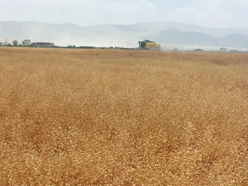 زمین کشاورزی دیم اجاره میکنم.
