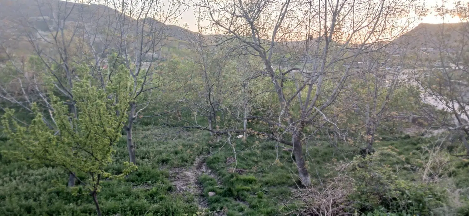 زمین کشاورزی