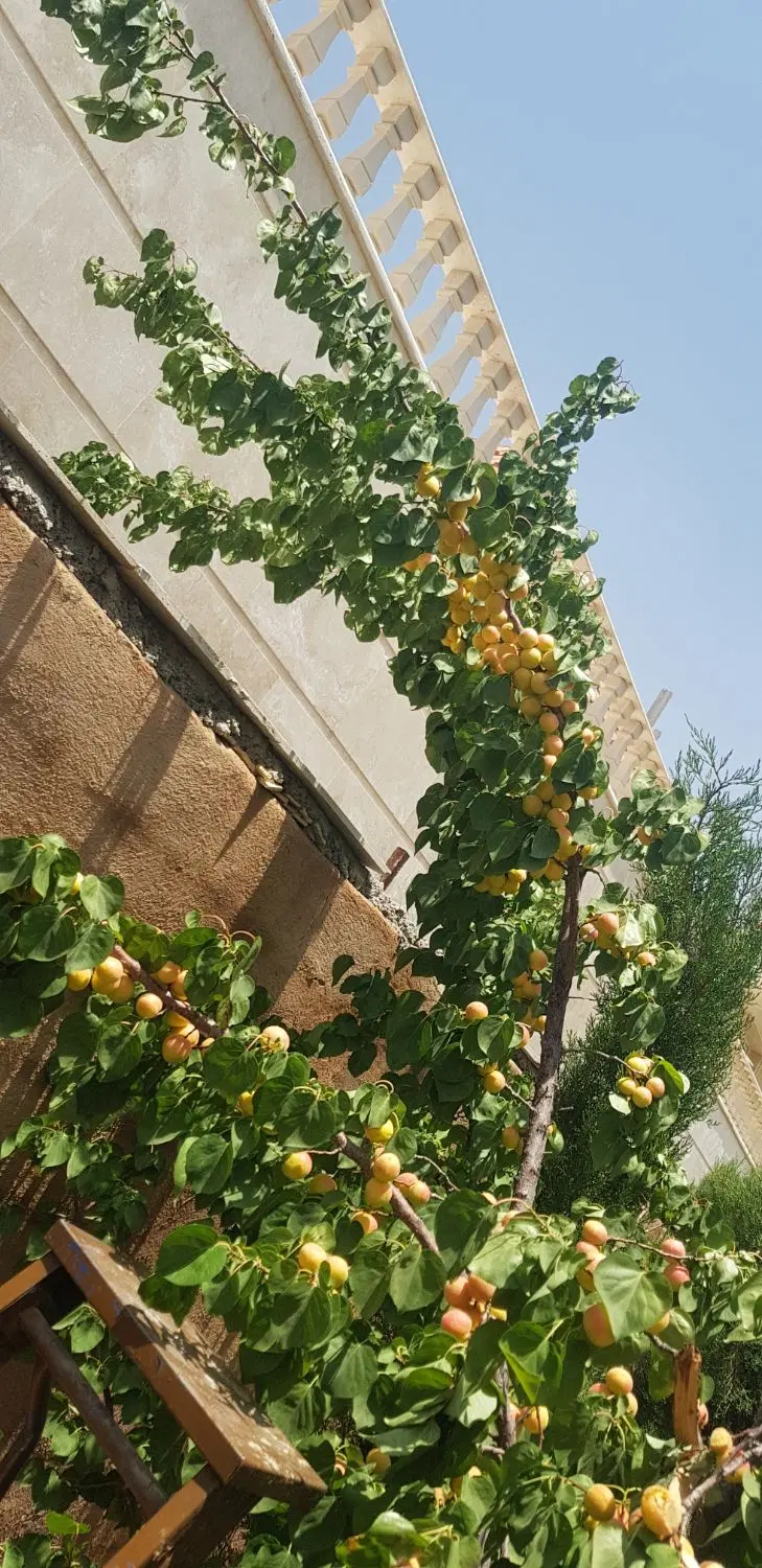باغ شهری ۱۰۰۰ متری کودیان