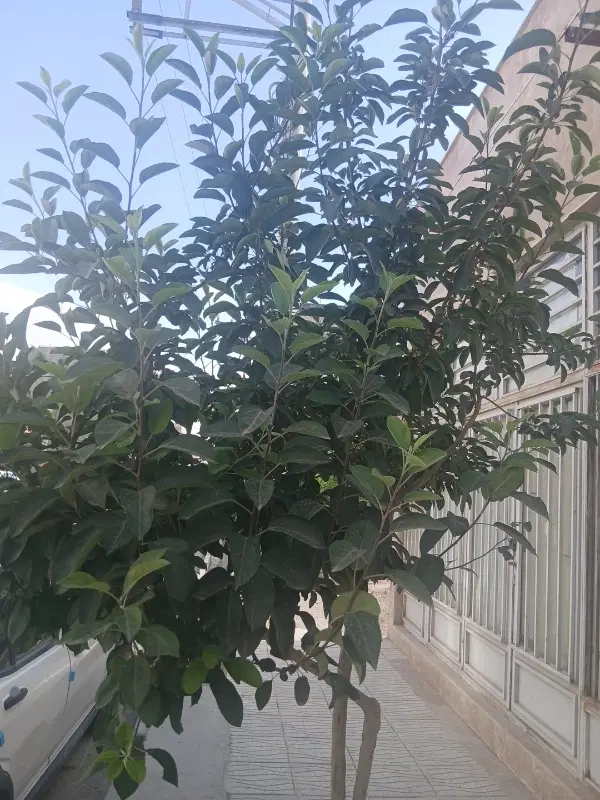 باغ در گاوخانه(احتشامیه)