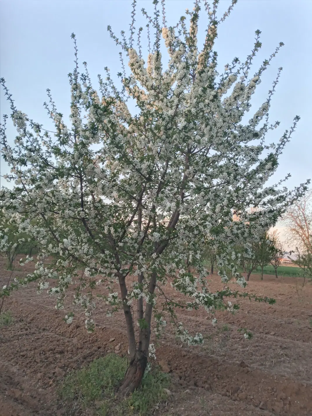 باغ واقع درهفت سنگان شمالی