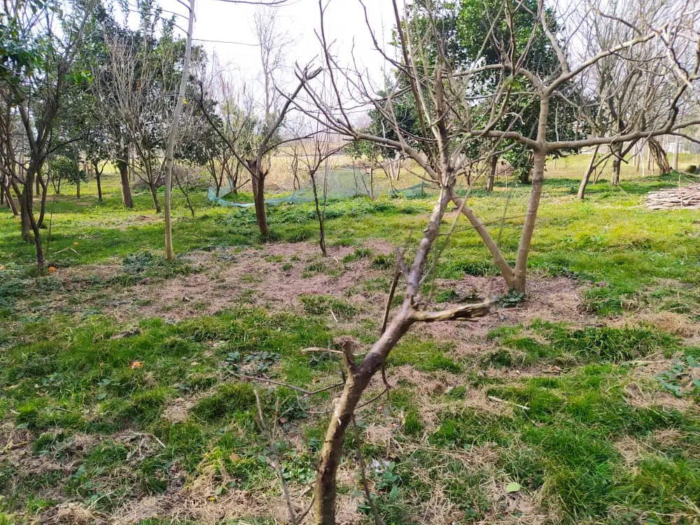 فروش زمین  روستای جلال آباد