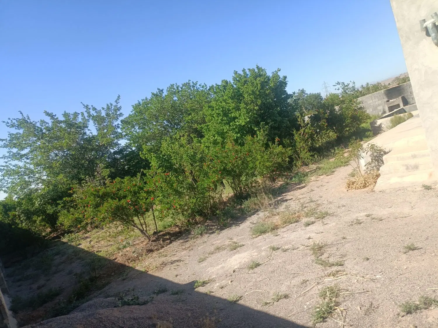 باغ انار