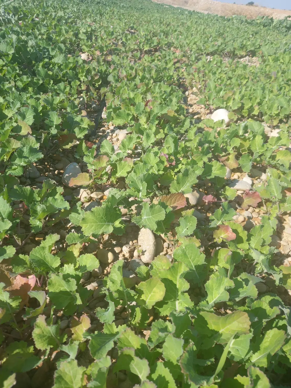 اجاره 5هکتار زمین کشاورزی زیدون