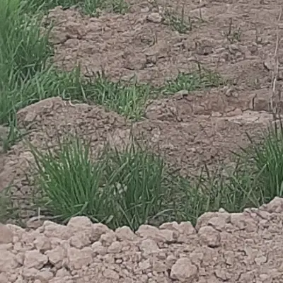 زمین.ملک.باغ.مسکونی.تجاری