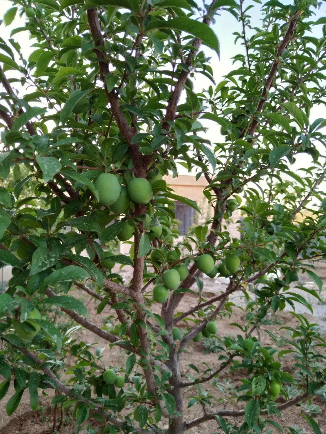 باغ میقان
