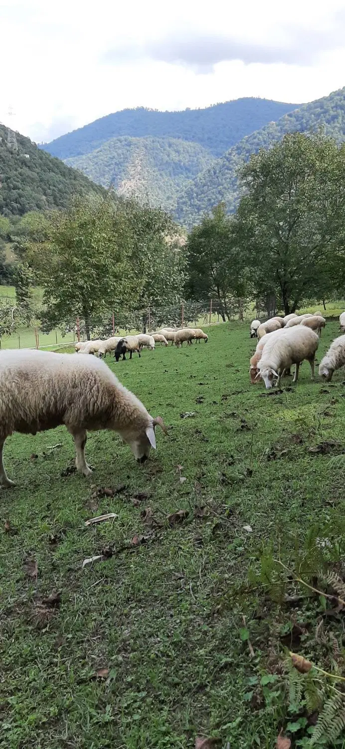 زمین ییلاقی روستایی گردشگری ارده