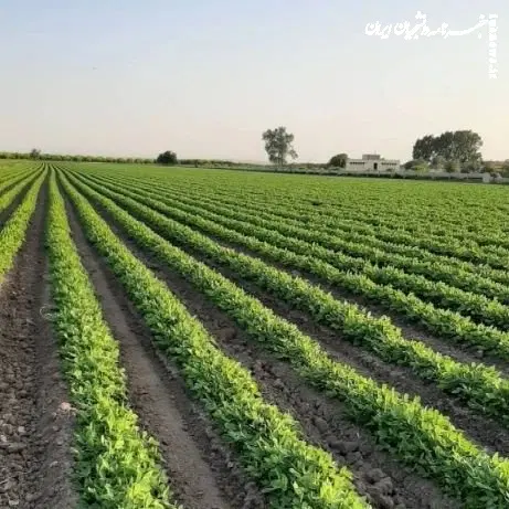 فروش دوهکتار زمین مزروعی در کانال ال