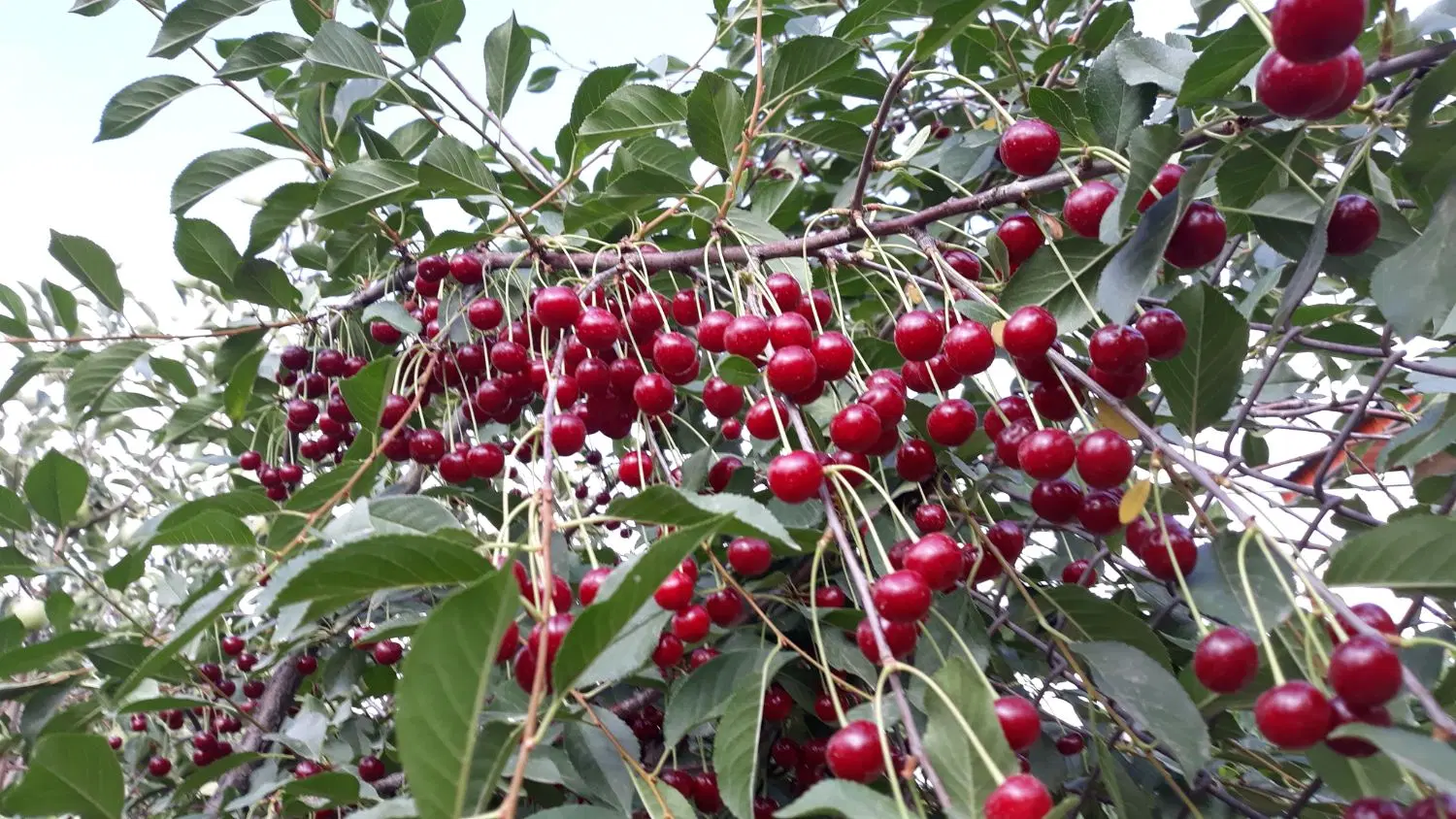 باغ و زمین سربندان یخچال