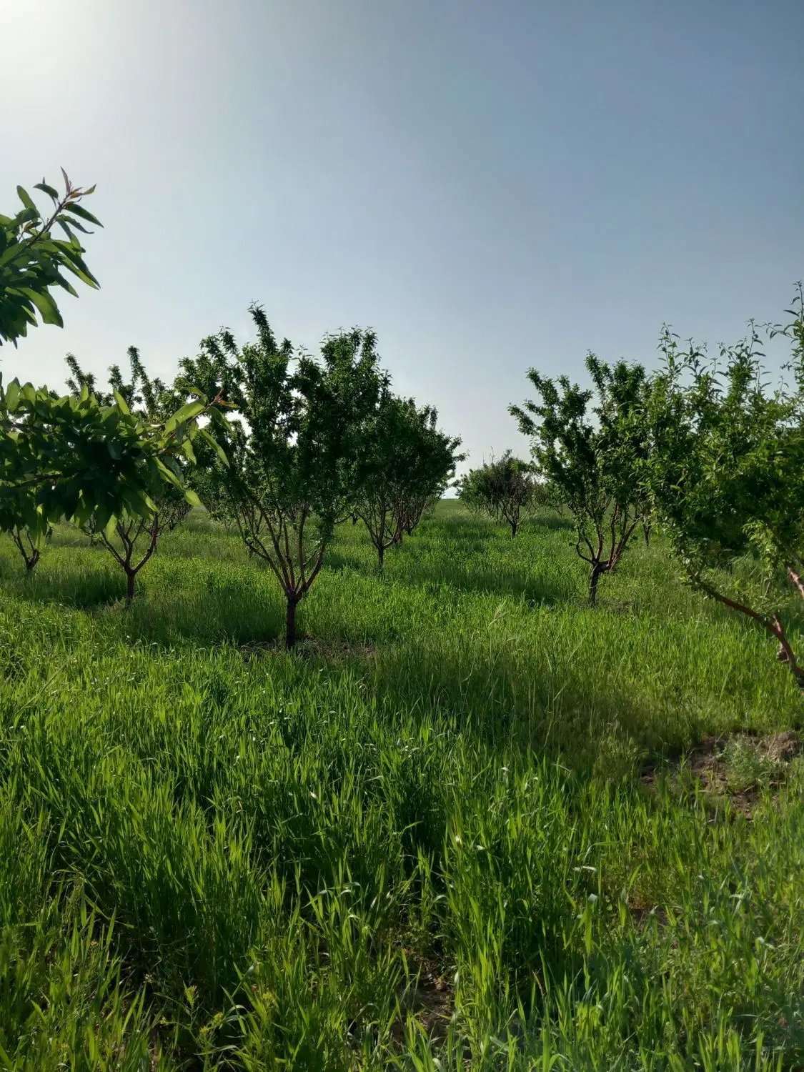 باغ ویلایی