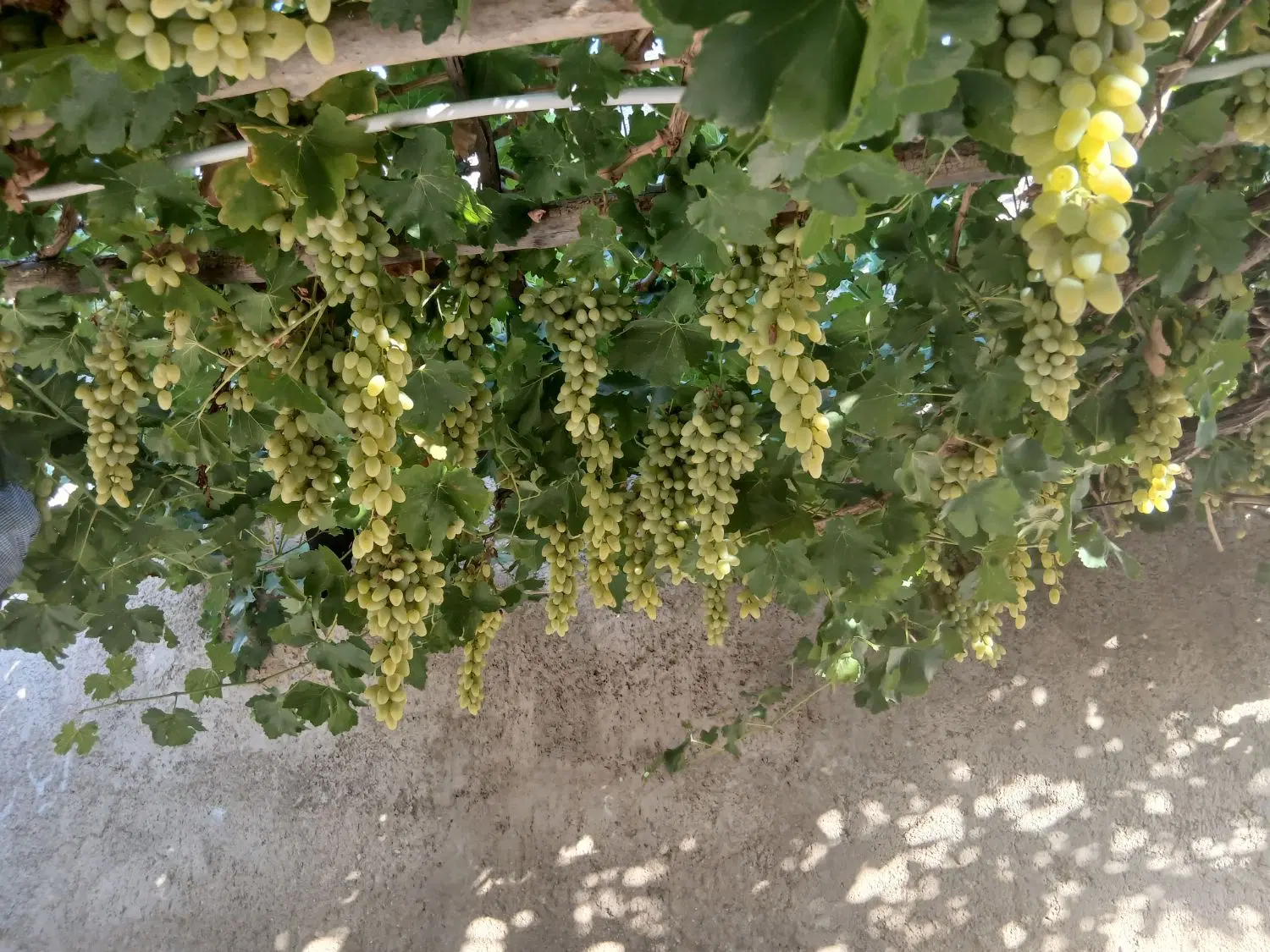رهن و اجاره نانوایی لواش