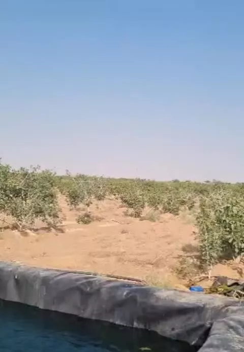 فروش باغ پسته