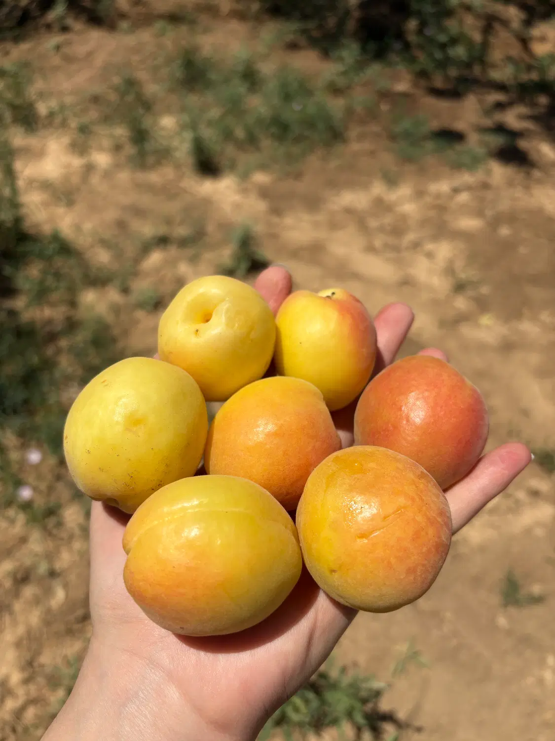 باغ واقع در روستای ساحلی آغچه