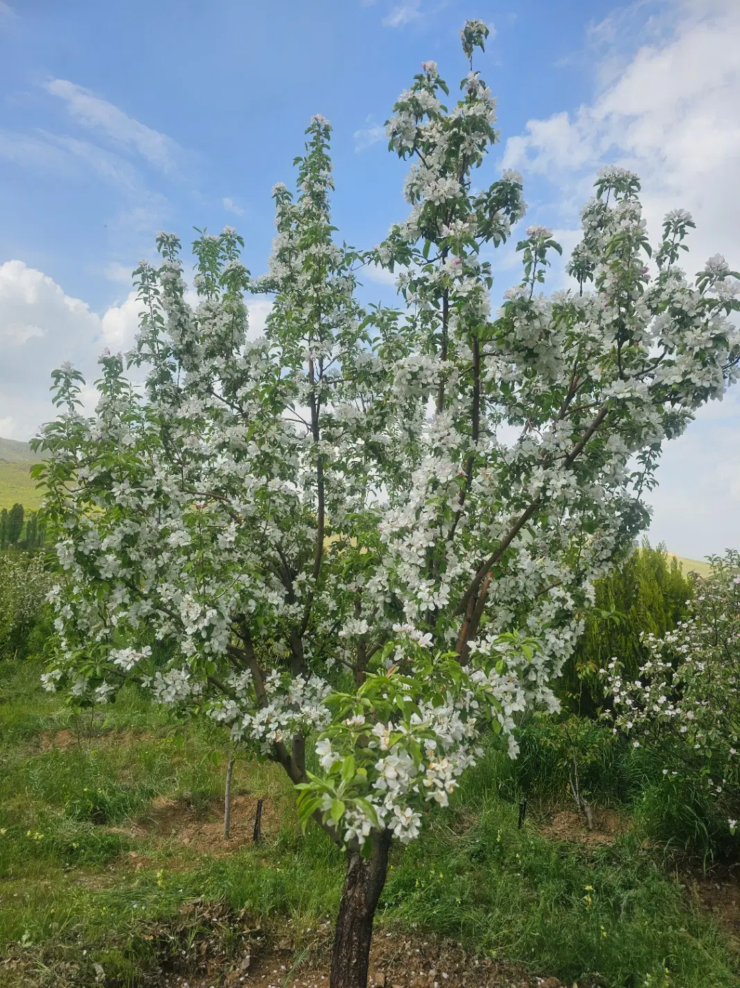 خانه باغ