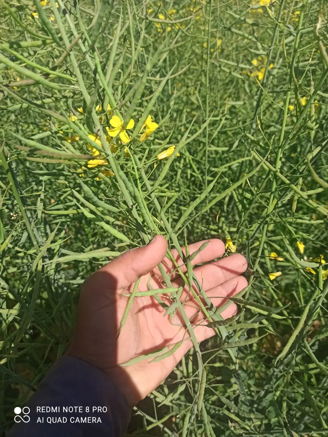 10هکتار واسه کلزا اجاره داده میشود.