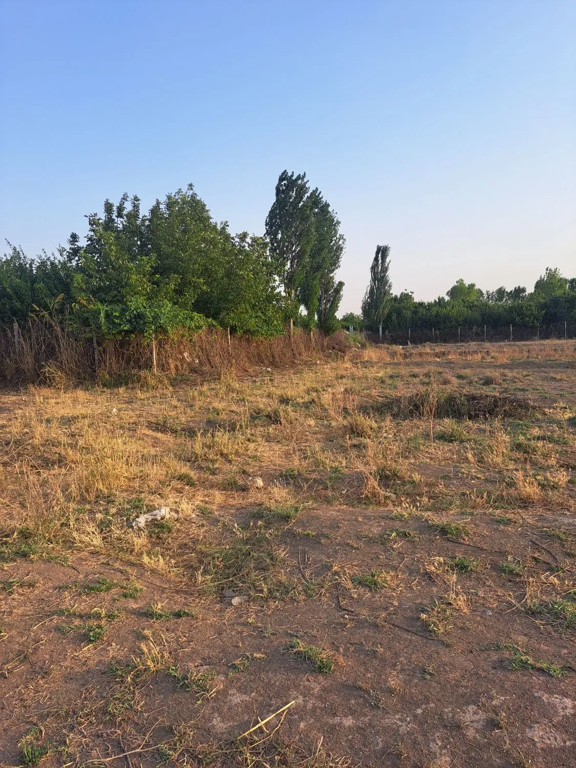 بینه ولی خیری پنجم (خوش قیمت ترین)