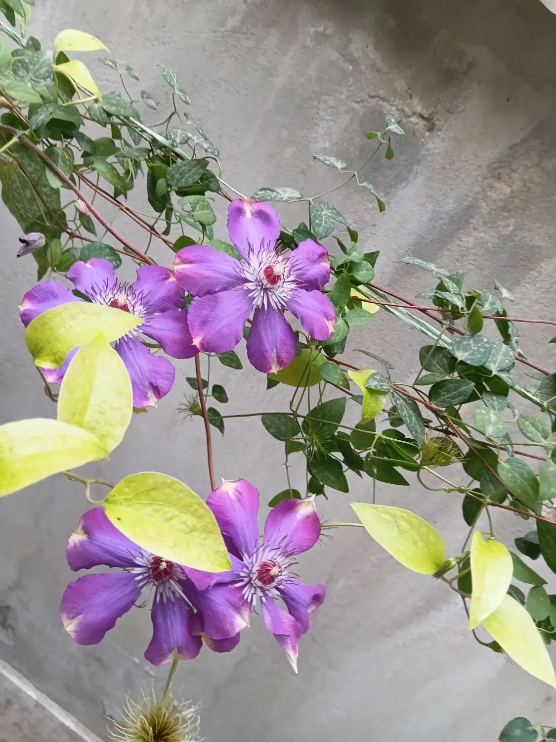 خانه کلنگی