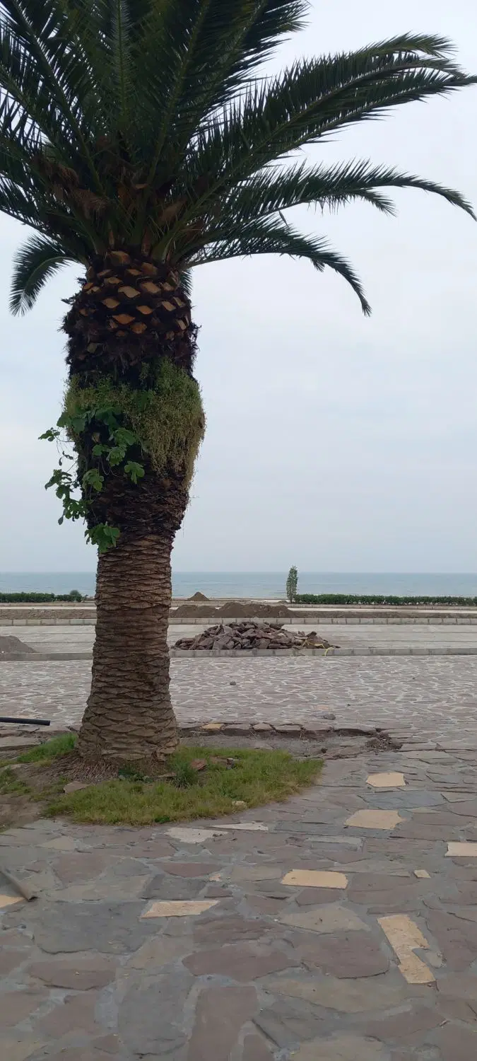 زمین لالجین