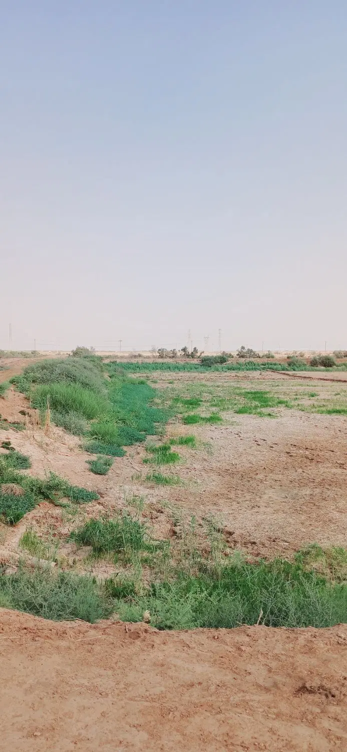 زمین کشاورزی