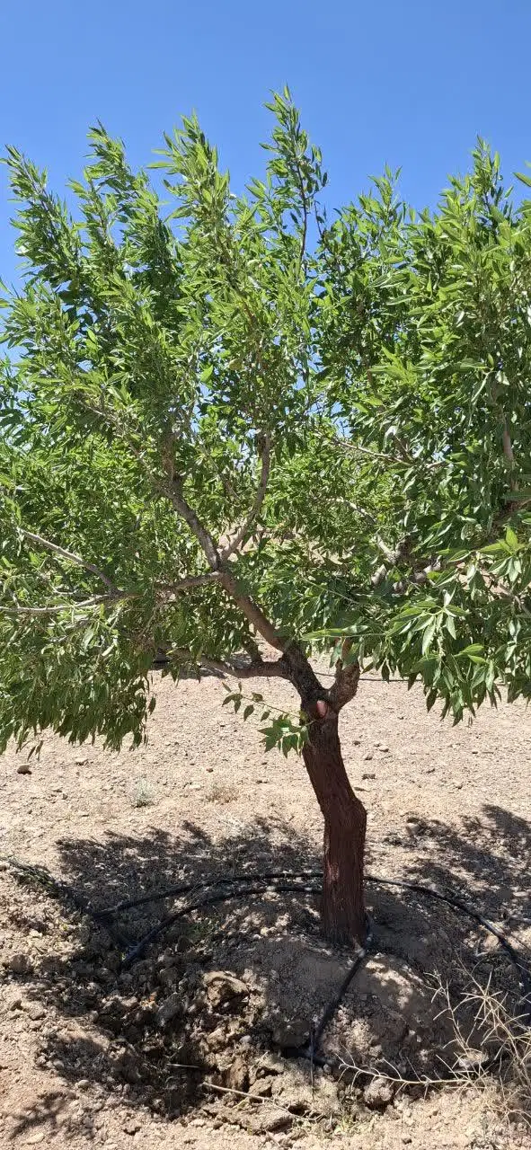 باغ بادام