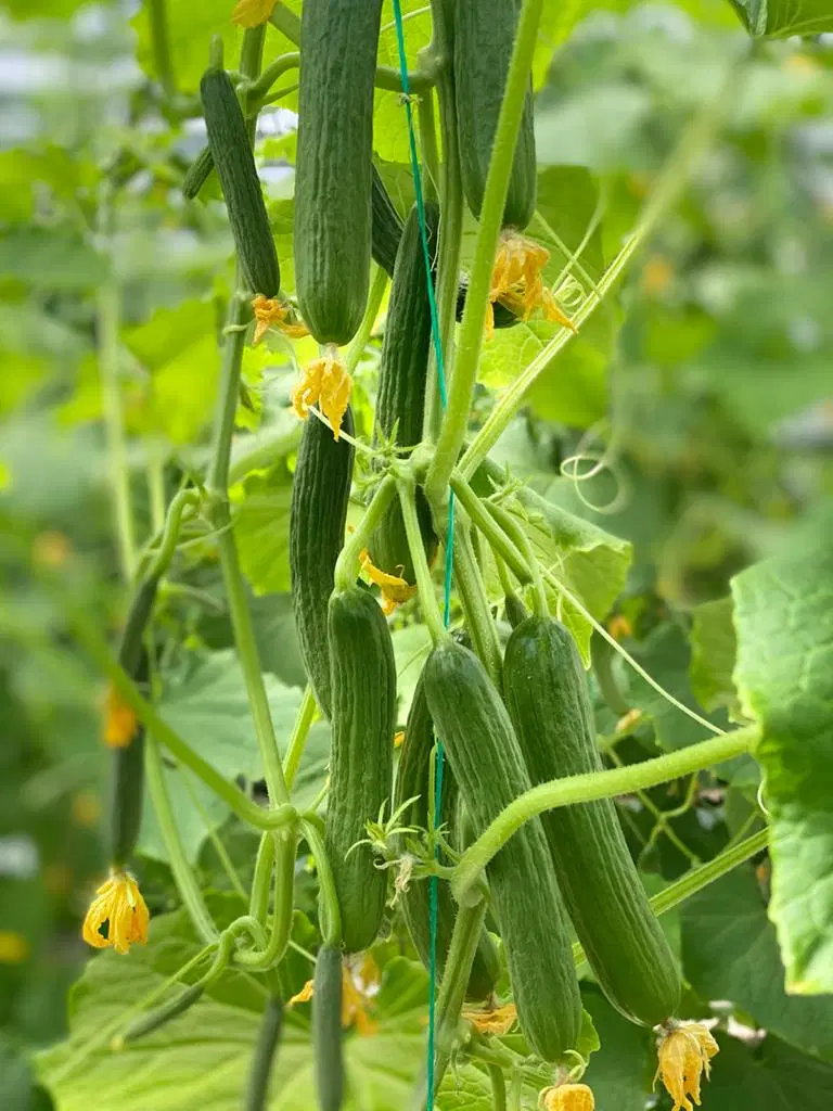گلخانه اجاره ای