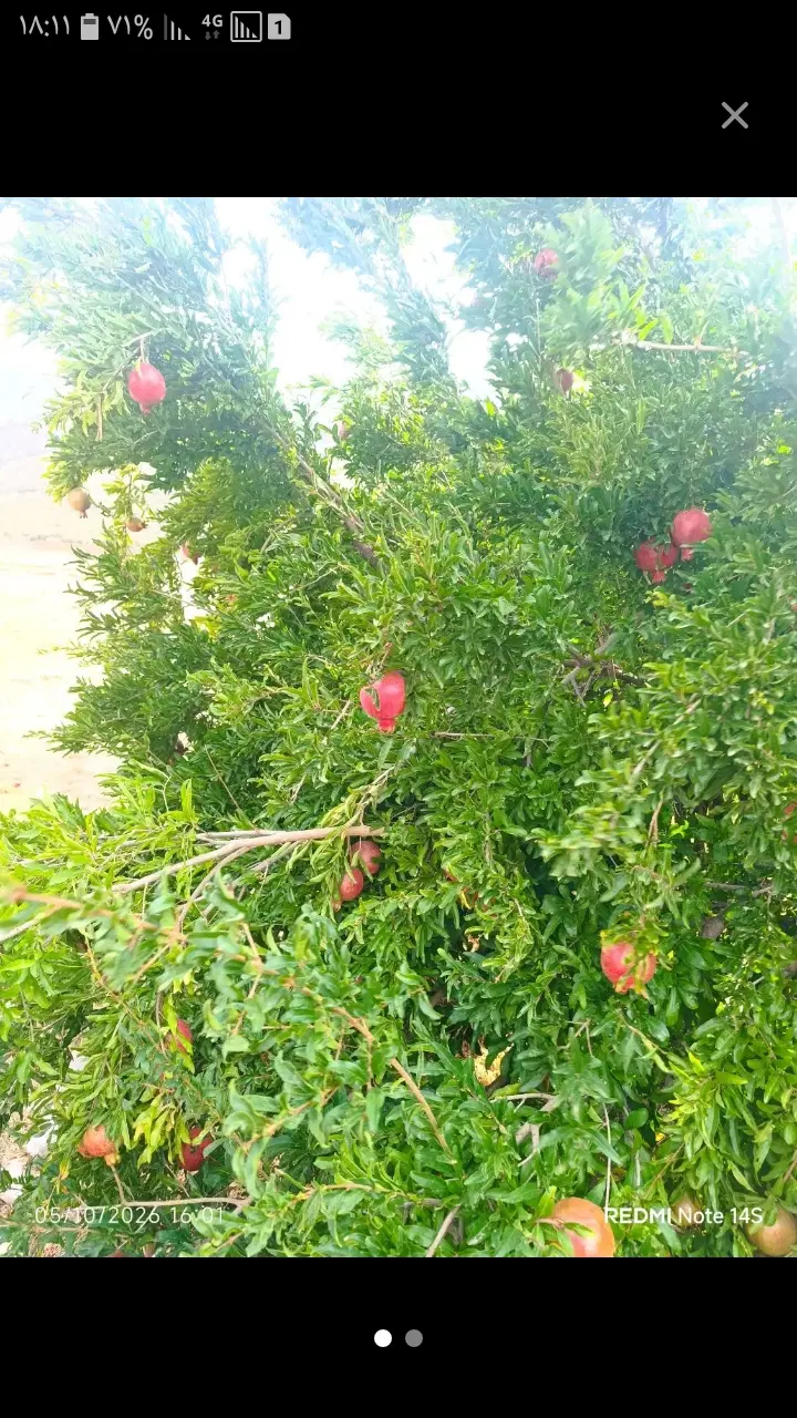 زمین کشاورزی ابی