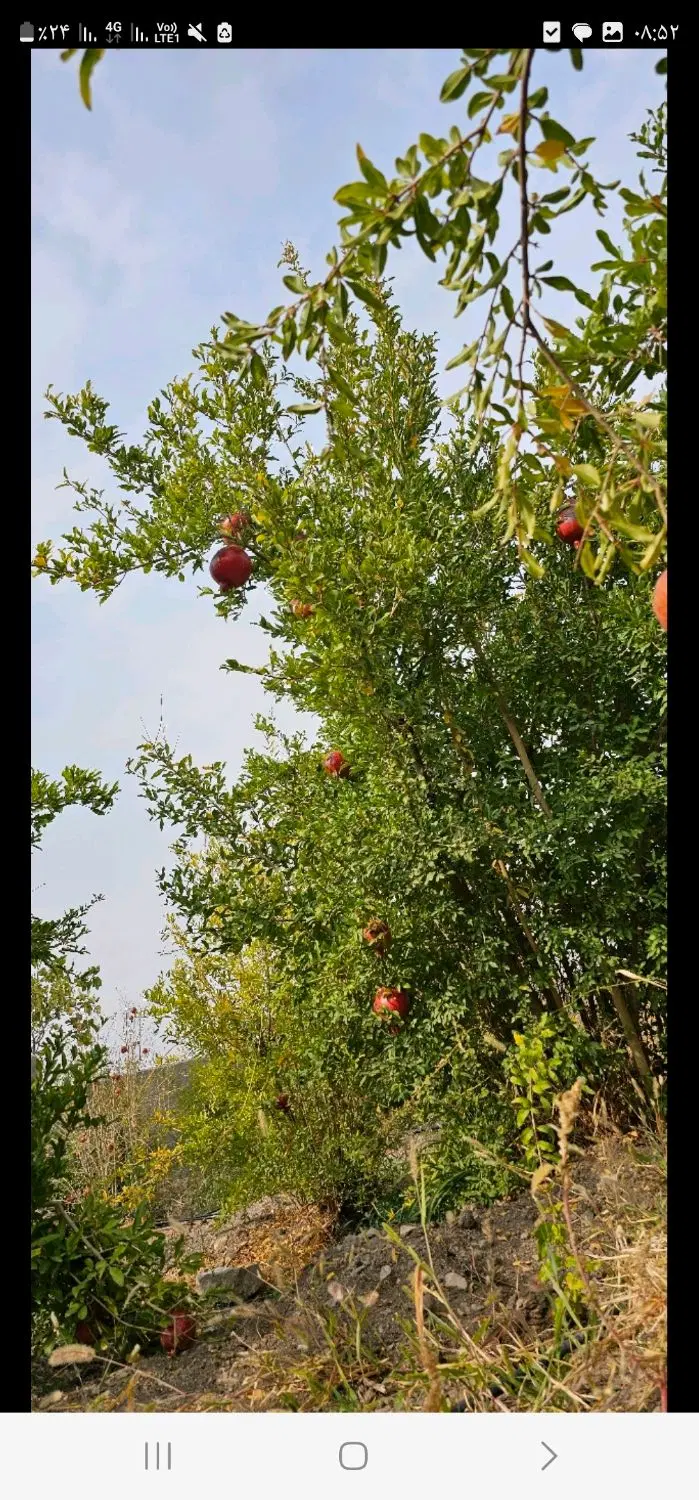 باغ در منطقه خوش اب و هوا با تخفیف مناسب