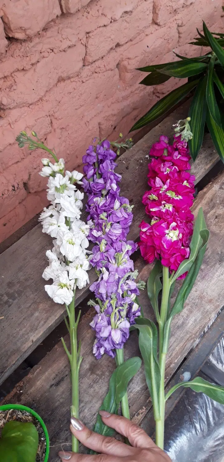 زمین حاشیه خیابان اصلی مناسب گلخانه