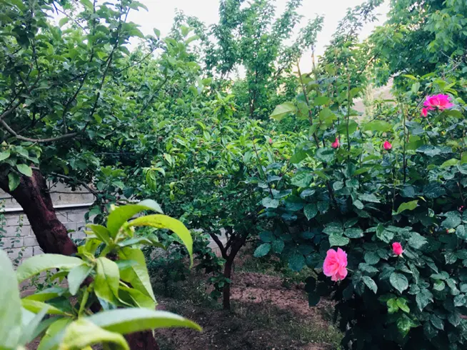باغ ۳۰۰ متر در منطقه ییلاقی امامه فشم