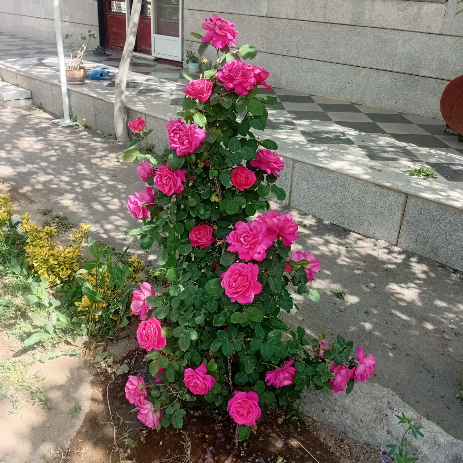 ویلایی