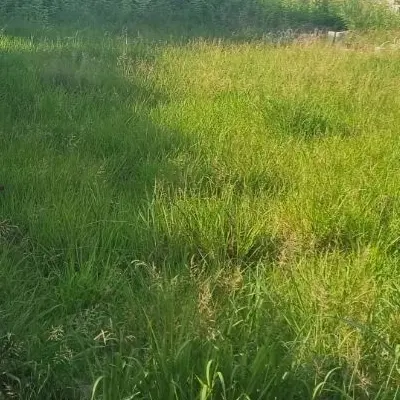 زمین ۵۰۰ متری ونوش