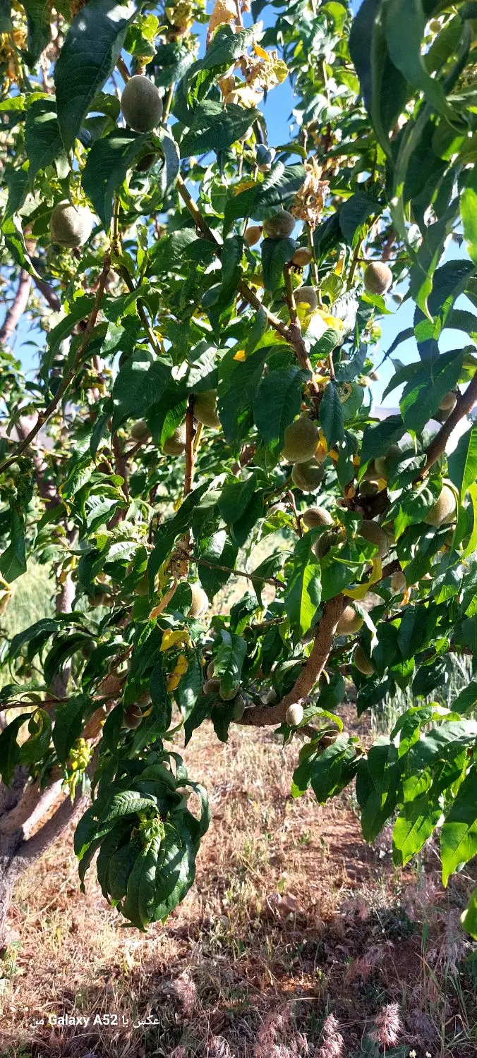 خونه باغ ویلا گلشن آباد بان