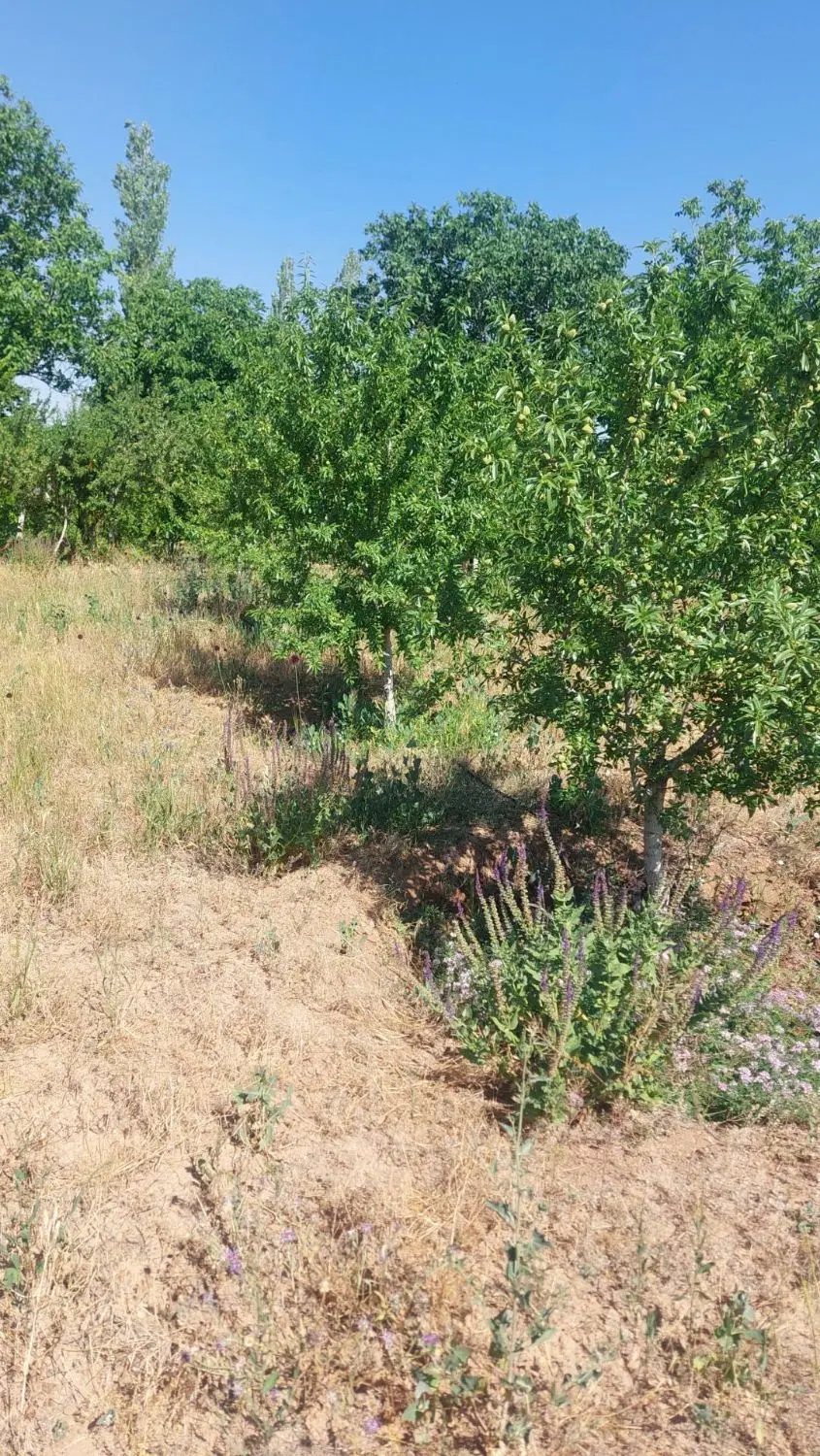 باغ انگور کوچک ۵۰۰متر