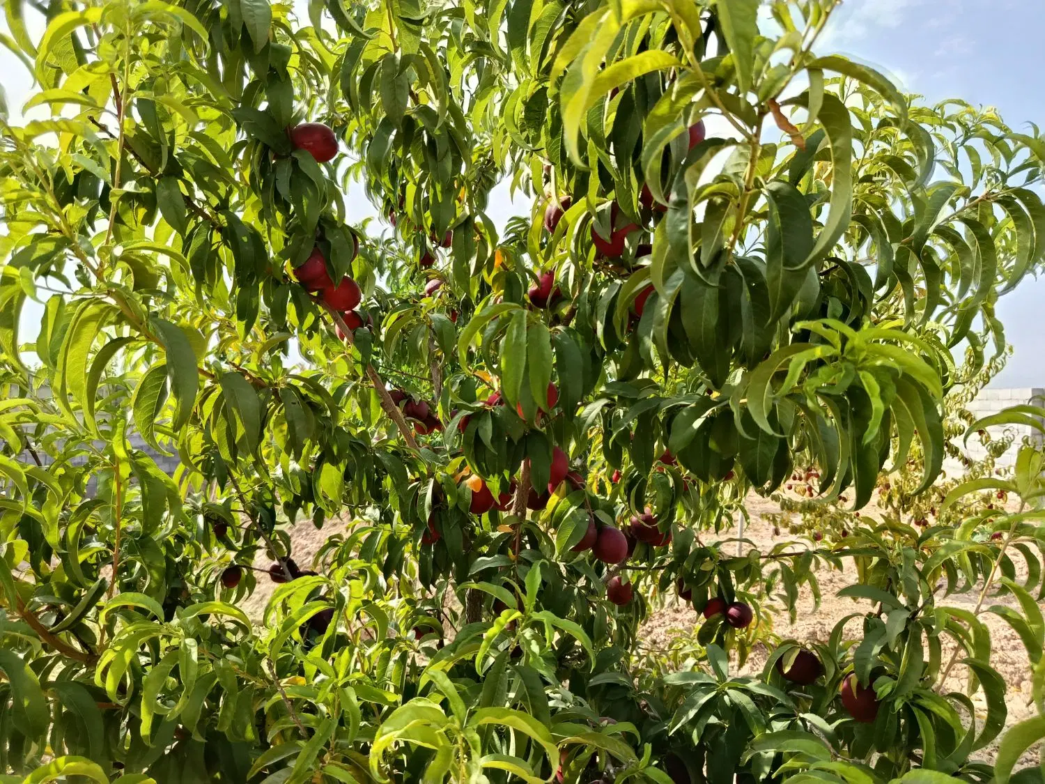 باغ زمین زاک