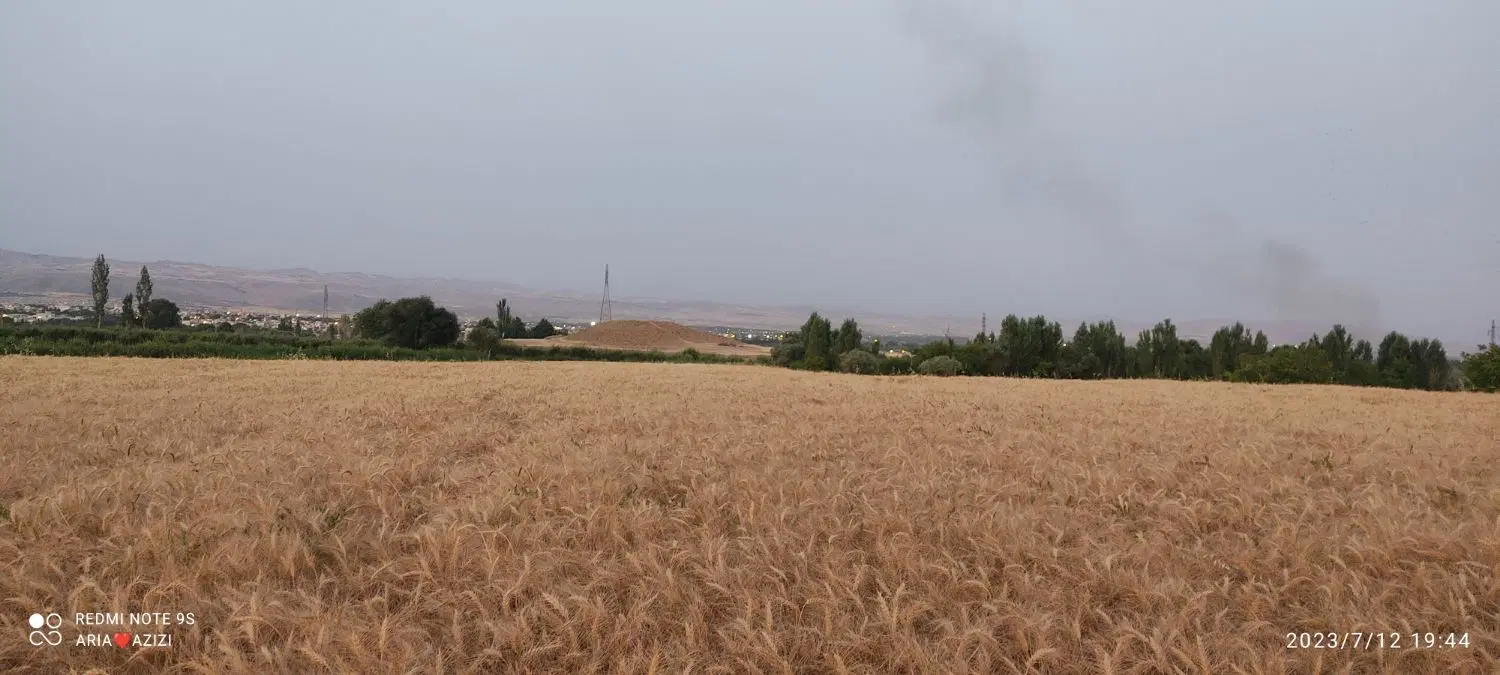 گندم آبی بذری