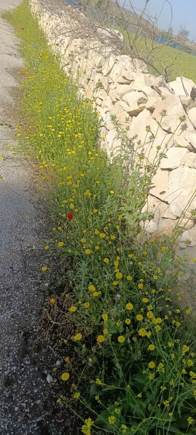 خانه باغ