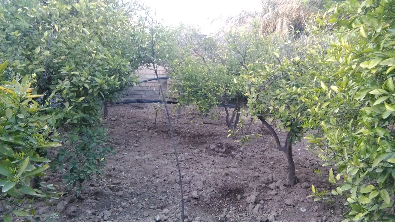 زمین  ساختمانی