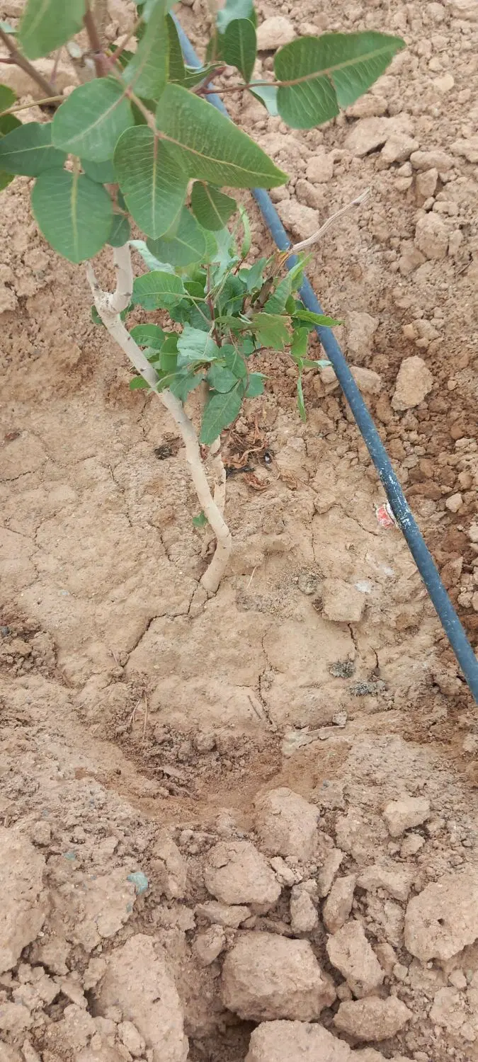 باغ پسته