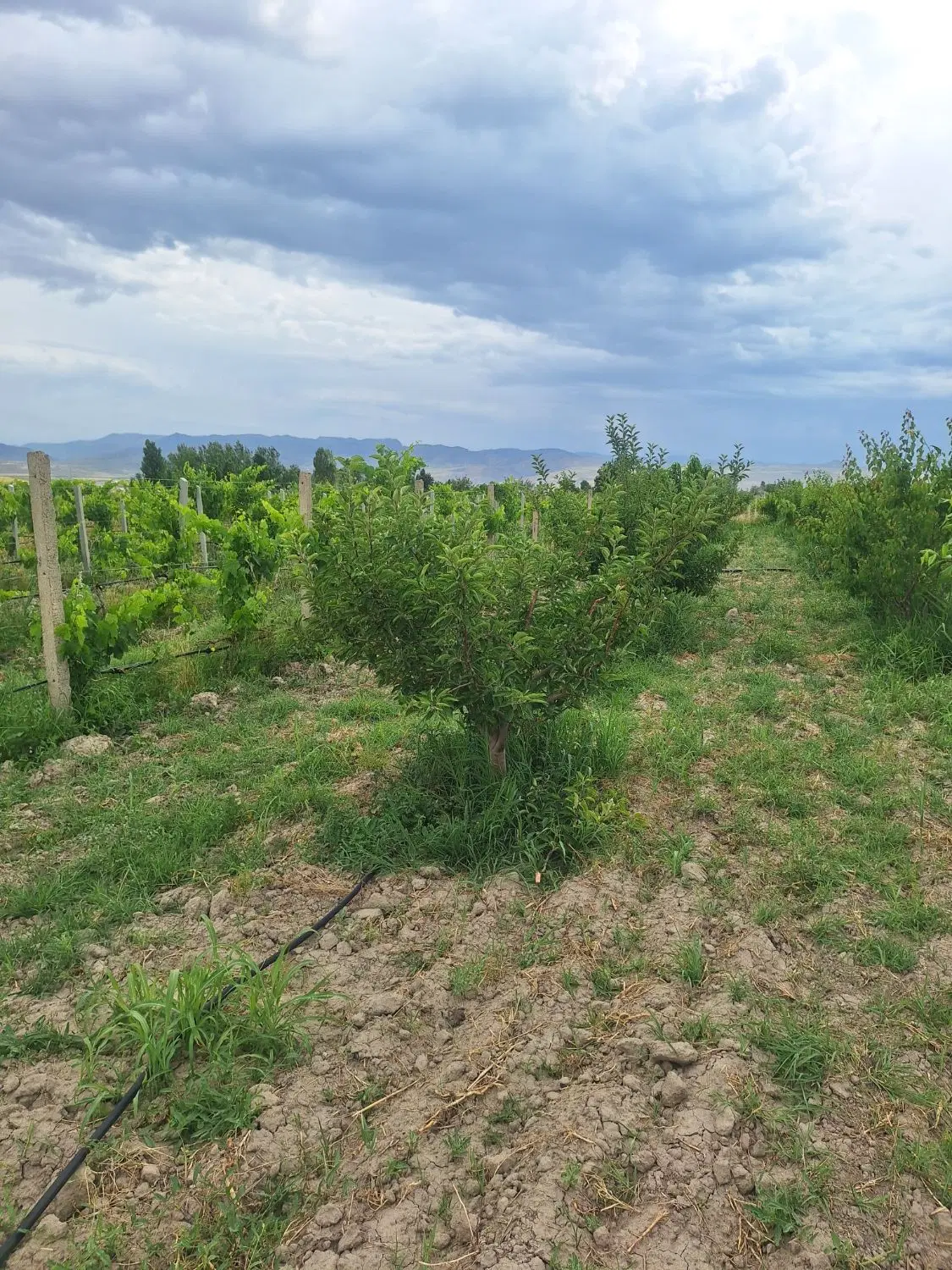 باغ و باغچه روستای تیزخراب ج مهاباد