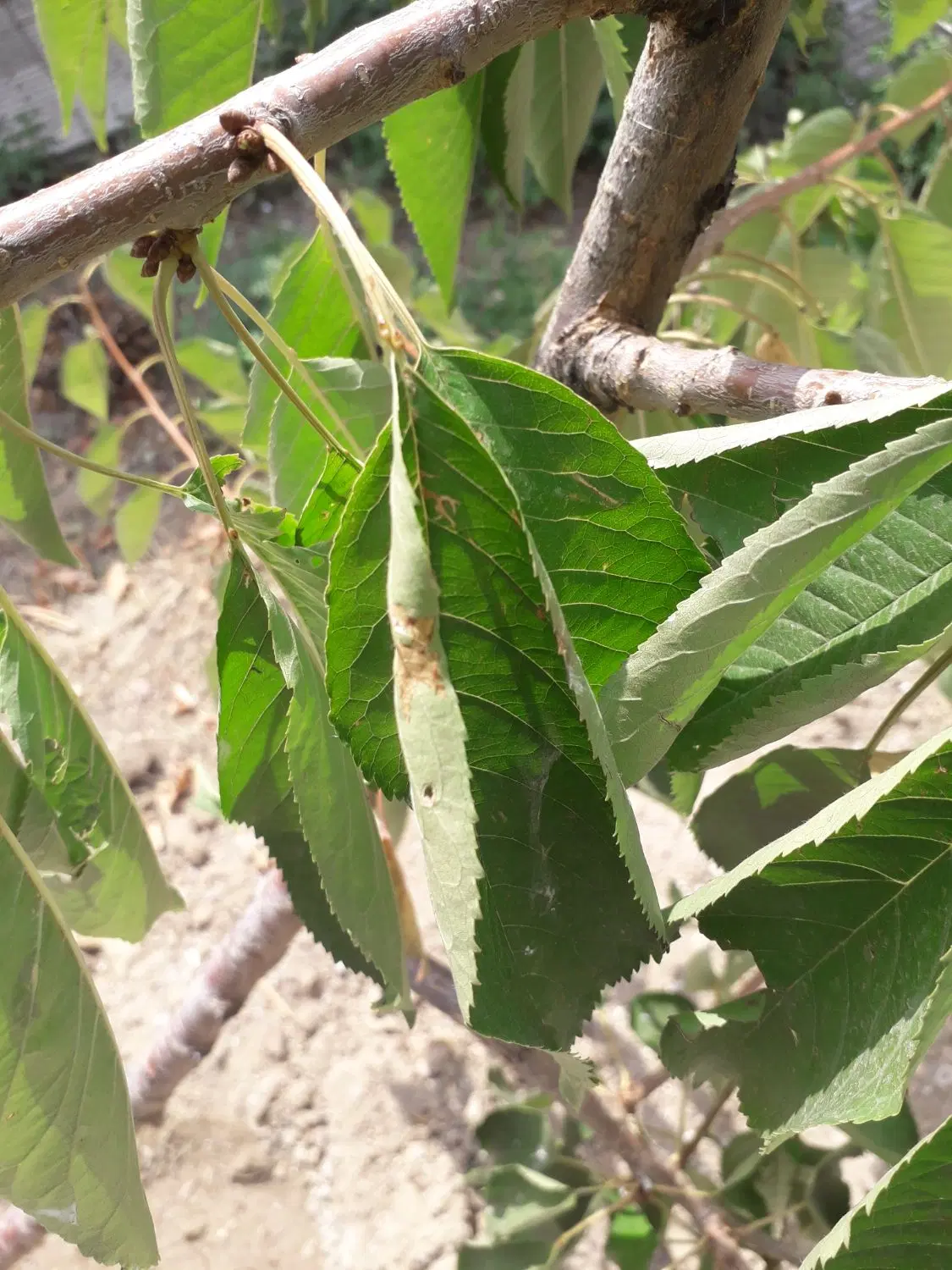 باغ داخل روستای پسته بیگ